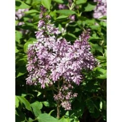 OBI Amerikanischer Flieder "Minuet" Violett Höhe Ca. 40 - 50 Cm Topf Ca. 3,5 L 9 OBI Amerikanischer Flieder "Minuet" Violett Höhe Ca. 40 - 50 Cm Topf Ca. 3,5 L -Compoten Geschaft ett hoehe 4050cm syringa 1