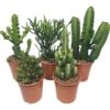 Westernkakteen-Mix Aus Teneriffa Topf-Ø Ca. 17 Cm Euphorbia -Compoten Geschaft fa Topf ca 17 cm Euphorbia