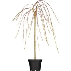 OBI Hängende Kätzchenweide "Pendula" Gelb Höhe Ca. 50-60 Cm Topf Ca. 3,5 L Salix