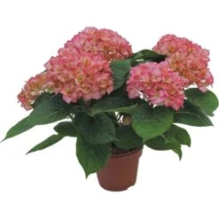 GROW By OBI Bauernhortensie "Gräfin Cosel" Rosa Topf Ca. 5 L Hydrangea