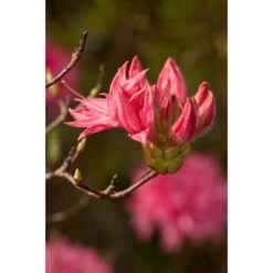 OBI Sommergrüne Azalee "Homebush" Pink Höhe Ca. 20 - 30 Cm Topf Ca. 5 L Azalea 11 OBI Sommergrüne Azalee "Homebush" Pink Höhe Ca. 20 - 30 Cm Topf Ca. 5 L Azalea -Compoten Geschaft h Azalea Knaphill Exbury 2