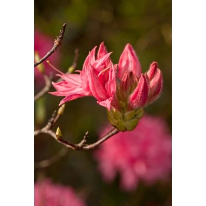 OBI Sommergrüne Azalee "Homebush" Pink Höhe Ca. 20 - 30 Cm Topf Ca. 5 L Azalea 6 OBI Sommergrüne Azalee "Homebush" Pink Höhe Ca. 20 - 30 Cm Topf Ca. 5 L Azalea – Bild 4