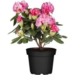 OBI Yaku-Rhododendron "Fantastica" Rosarot Höhe Ca. 20 - 30 Cm Topf Ca. 5 L -Compoten Geschaft he ca20 30 cm topf ca5 l 1 1