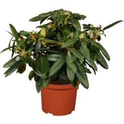 OBI Yaku-Rhododendron "Golden Torch" Grün Höhe Ca. 20 - 30 Cm Topf Ca. 5 L