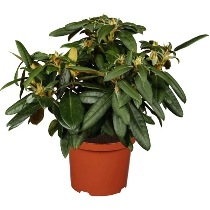 OBI Yaku-Rhododendron "Golden Torch" Grün Höhe Ca. 20 - 30 Cm Topf Ca. 5 L 3 OBI Yaku-Rhododendron "Golden Torch" Grün Höhe Ca. 20 - 30 Cm Topf Ca. 5 L