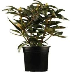 OBI Yaku-Rhododendron "Blurettia" Rotviolett Höhe Ca. 20 - 30 Cm Topf Ca. 5 L