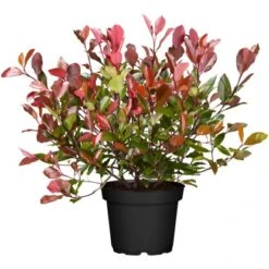 GROW By OBI Glanzmispel "Pink Marble" Höhe Ca. 30 - 40 Cm Topf Ca. 5 L Photinia