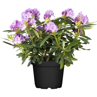 OBI Catawba-Rhododendron "Grandiflorum" Violett Höhe Ca. 30 - 40 Cm Topf Ca. 5 L 3 OBI Catawba-Rhododendron "Grandiflorum" Violett Höhe Ca. 30 - 40 Cm Topf Ca. 5 L
