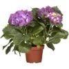 Bauernhortensie "Premium" Blau-Lila Topf Ca. 3 L Hydrangea 2 Bauernhortensie "Premium" Blau-Lila Topf Ca. 3 L Hydrangea -Compoten Geschaft ila Topf ca. 3 l Hydrangea