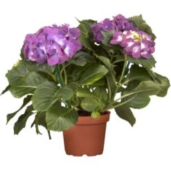 Bauernhortensie "Premium" Blau-Lila Topf Ca. 3 L Hydrangea