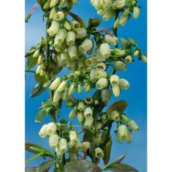 Heidelbeere "Hortiblue Petite" Höhe 40 - 60 Cm Topf-Ø 4,6 L Vaccinium -Compoten Geschaft inium corymbosum Coville 2