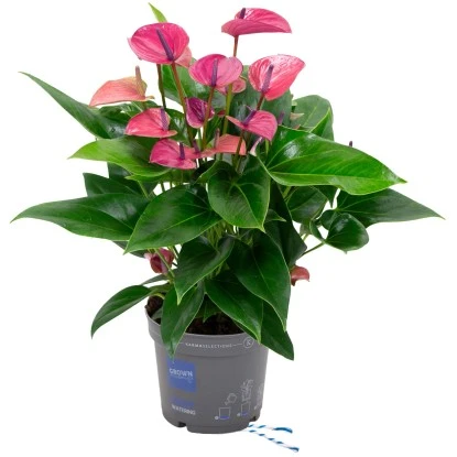 GROW By OBI Flamingoblume "Cirano" Violett Höhe Ca. 50-60 Cm Topf-Ø Ca. 17 Cm 3 GROW By OBI Flamingoblume "Cirano" Violett Höhe Ca. 50-60 Cm Topf-Ø Ca. 17 Cm