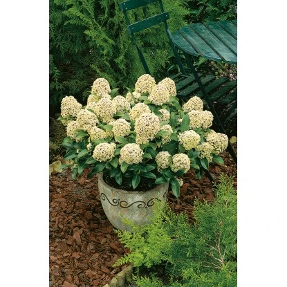 OBI Japanische Fruchtskimmie "Fragrant Cloud" Weiß Höhe Ca. 10-20 Cm Topf Ca.2 L 3 OBI Japanische Fruchtskimmie "Fragrant Cloud" Weiß Höhe Ca. 10-20 Cm Topf Ca.2 L