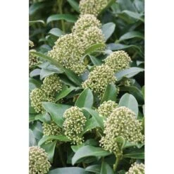 OBI Japanische Fruchtskimmie "Fragrant Cloud" Weiß Höhe Ca. 10-20 Cm Topf Ca.2 L 8 OBI Japanische Fruchtskimmie "Fragrant Cloud" Weiß Höhe Ca. 10-20 Cm Topf Ca.2 L -Compoten Geschaft japonica Fragrant Cloud 2