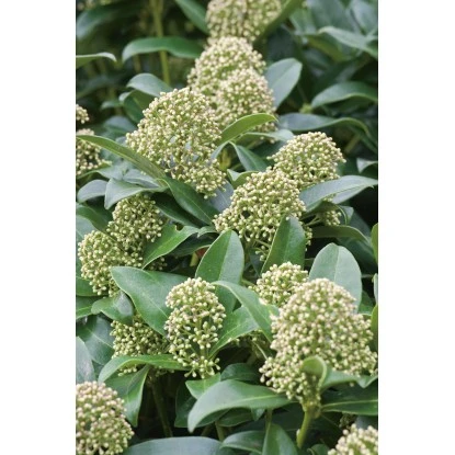 OBI Japanische Fruchtskimmie "Fragrant Cloud" Weiß Höhe Ca. 10-20 Cm Topf Ca.2 L 5 OBI Japanische Fruchtskimmie "Fragrant Cloud" Weiß Höhe Ca. 10-20 Cm Topf Ca.2 L – Bild 3