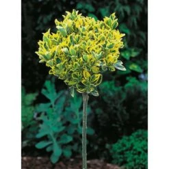 OBI Japanischer Spindelstrauch "Elegantissimus Aureus" Höhe Ca.90 Cm Topf Ca.18l