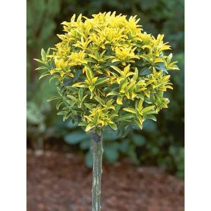 OBI Japanischer Spindelstrauch "Elegantissimus Aureus" Höhe Ca.65 Cm Topf Ca.9 L 3 OBI Japanischer Spindelstrauch "Elegantissimus Aureus" Höhe Ca.65 Cm Topf Ca.9 L