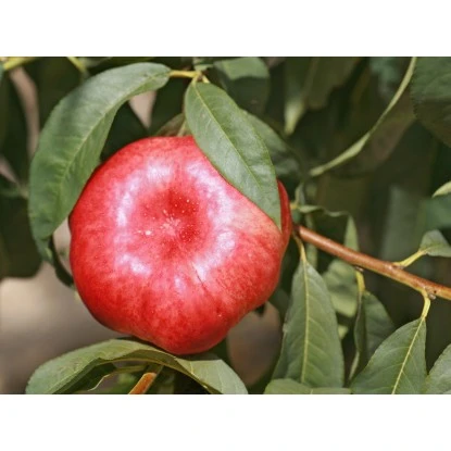 Tellernektarine Topf Ca. 7 L Prunus 3 Tellernektarine Topf Ca. 7 L Prunus