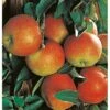 Herbstapfel "Rebella" Gelb-Rot Topf Ca. 9,5 L Malus -Compoten Geschaft lb rot topf ca 95 l malus