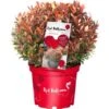 Glanzmispel "Red Ballcon" Topf Ca. 4,6 L Photinia -Compoten Geschaft lcon topf ca 46 l photinia