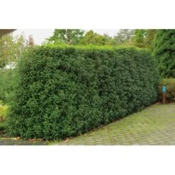 OBI Portugiesischer Kirschlorbeer "Angustifolia" Höhe Ca.70 Cm Topf 10 L Prunus -Compoten Geschaft lusitanica Angustifolia 1