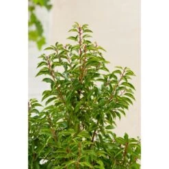 OBI Portugiesischer Kirschlorbeer "Angustifolia" Höhe Ca.70 Cm Topf 10 L Prunus -Compoten Geschaft lusitanica Angustifolia 2