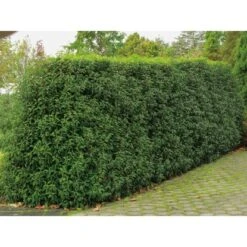 OBI Japanische Spindelsträucher Verschiedene Sorten Höhe Ca.30-40 Cm Topf Ca.5 L