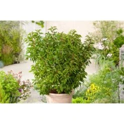 OBI Japanische Spindelsträucher Verschiedene Sorten Höhe Ca.30-40 Cm Topf Ca.5 L -Compoten Geschaft lusitanica angustifolia 3 1