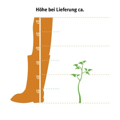 OBI Chilenische Schmucktanne Höhe Ca. 20 - 30 Cm Topf Ca. 3 L Araucaria 4 OBI Chilenische Schmucktanne Höhe Ca. 20 - 30 Cm Topf Ca. 3 L Araucaria – Bild 2