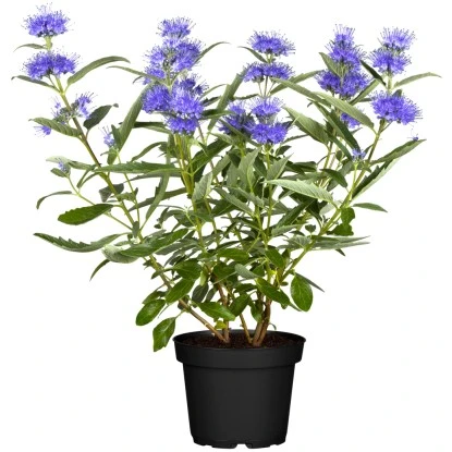 OBI Bartblume "Blue Balloon" Blau Höhe Ca. 30 - 40 Cm Topf Ca. 5 L Caryopteris 3 OBI Bartblume "Blue Balloon" Blau Höhe Ca. 30 - 40 Cm Topf Ca. 5 L Caryopteris