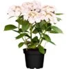 OBI Tellerhortensie Höhe Ca. 40 - 50 Cm Topf Ca. 7,5 L Hydrangea -Compoten Geschaft m topf ca 75 l hydrangea 1