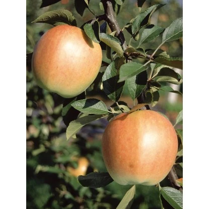 Herbstapfel "Rebella" Gelb-Rot Topf Ca. 9,5 L Malus 4 Herbstapfel "Rebella" Gelb-Rot Topf Ca. 9,5 L Malus – Bild 2