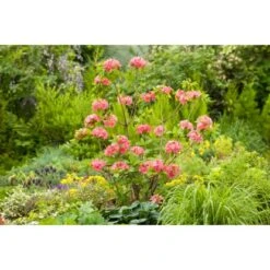 OBI Sommergrüne Azalee "Homebush" Pink Höhe Ca. 20 - 30 Cm Topf Ca. 5 L Azalea