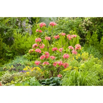 OBI Sommergrüne Azalee "Homebush" Pink Höhe Ca. 20 - 30 Cm Topf Ca. 5 L Azalea 3 OBI Sommergrüne Azalee "Homebush" Pink Höhe Ca. 20 - 30 Cm Topf Ca. 5 L Azalea