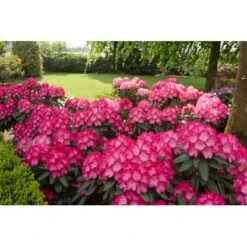 OBI Yaku-Rhododendron "Fantastica" Rosarot Höhe Ca. 20 - 30 Cm Topf Ca. 5 L -Compoten Geschaft n Rhododendon Fantastica 2