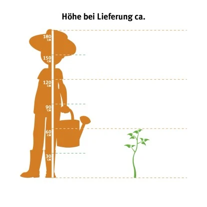 OBI Garteneibisch "Blue Chiffon" Blau Höhe Ca. 40 - 50 Cm Topf Ca. 3 L Hibiscus 4 OBI Garteneibisch "Blue Chiffon" Blau Höhe Ca. 40 - 50 Cm Topf Ca. 3 L Hibiscus – Bild 2