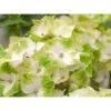 Ballhortensie "Magical" Weiß Topf Ca. 5 L Hydrangea -Compoten Geschaft nsie magical weiss topf ca
