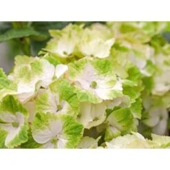 Ballhortensie "Magical" Weiß Topf Ca. 5 L Hydrangea