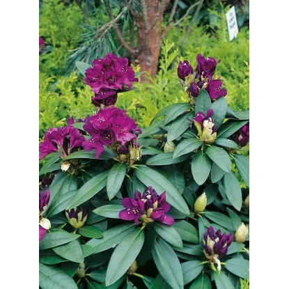 OBI Rhododendron-Hybride "Polarnacht" Schwarzviolett Höhe Ca. 20-30cm Topf Ca.5l 3 OBI Rhododendron-Hybride "Polarnacht" Schwarzviolett Höhe Ca. 20-30cm Topf Ca.5l