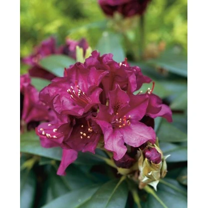 OBI Rhododendron-Hybride "Polarnacht" Schwarzviolett Höhe Ca. 20-30cm Topf Ca.5l 5 OBI Rhododendron-Hybride "Polarnacht" Schwarzviolett Höhe Ca. 20-30cm Topf Ca.5l – Bild 3