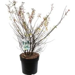 OBI Weiße Zwergspiere "Halward`s Silver" Weiß Höhe Ca. 60 - 80 Cm Topf Ca. 6 L