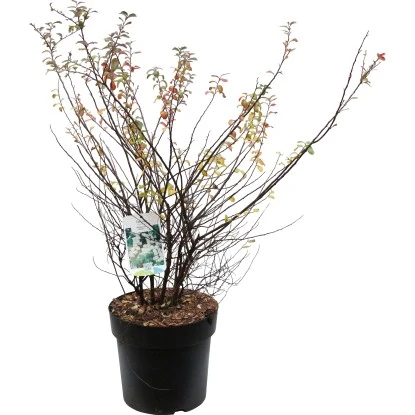 OBI Weiße Zwergspiere "Halward`s Silver" Weiß Höhe Ca. 60 - 80 Cm Topf Ca. 6 L 3 OBI Weiße Zwergspiere "Halward`s Silver" Weiß Höhe Ca. 60 - 80 Cm Topf Ca. 6 L