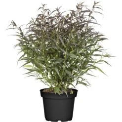 OBI Zapfenblume "Brunetthy" Lila Höhe Ca. 30 - 40 Cm Topf Ca. 3 L Strobilanthes