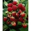 Himbeere "Little Red Princess" Topf Ca. 6 L Rubus -Compoten Geschaft princess topf ca 6 l rubus