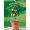 OBI Zwergbirne Höhe Ca. 60 - 80 Cm Topf Ca. 7,5 L Pyrus -Compoten Geschaft pyrus communis stem pot 1