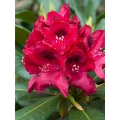 OBI Rhododendron-Hybride "Polarnacht" Schwarzviolett Höhe Ca. 20-30cm Topf Ca.5l 11 OBI Rhododendron-Hybride "Polarnacht" Schwarzviolett Höhe Ca. 20-30cm Topf Ca.5l -Compoten Geschaft ron Hybride Polarnacht 1 1