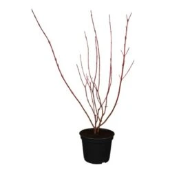 OBI Hartriegel "Gouchaultii" Weiß Höhe Ca. 50 - 60 Cm Topf Ca. 5 L Cornus