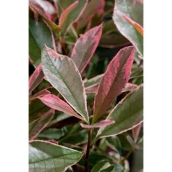 GROW By OBI Glanzmispel "Pink Marble" Höhe Ca. 30 - 40 Cm Topf Ca. 5 L Photinia -Compoten Geschaft seri cassini pink marble 2 1