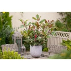 GROW By OBI Glanzmispel "Pink Marble" Höhe Ca. 30 - 40 Cm Topf Ca. 5 L Photinia -Compoten Geschaft seri cassini pink marble 2 2