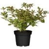 GROW By OBI Rhododendron "Princess Anne" Gelb Topf Ca. 4,6 L -Compoten Geschaft ss Anne Gelb Topf ca. 46 l